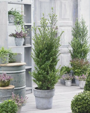 Japanische Stechpalme / Ilex Crenata Dark Green 20-30 cm