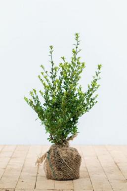 Japanische Stechpalme Ilex crenata Dark Green Hecke 30-40 Topf