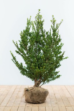 Japanische Stechpalme / Ilex Crenata Dark Green