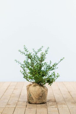 Japanische Stechpalme / Ilex Crenata Green Hedge