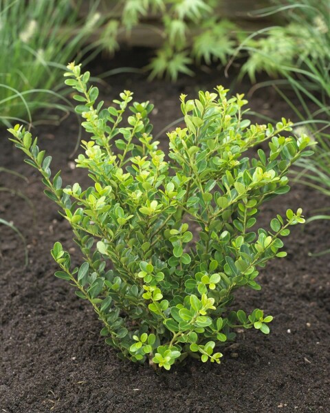 Japanische Stechpalme Ilex crenata Green Hedge Hecke 30-40 Topf Japanische Stechpalme / Ilex Crenata Green Hedge 30-40 cm
