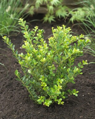 Japanische Stechpalme Ilex crenata Green Hedge Hecke 30-40 Topf