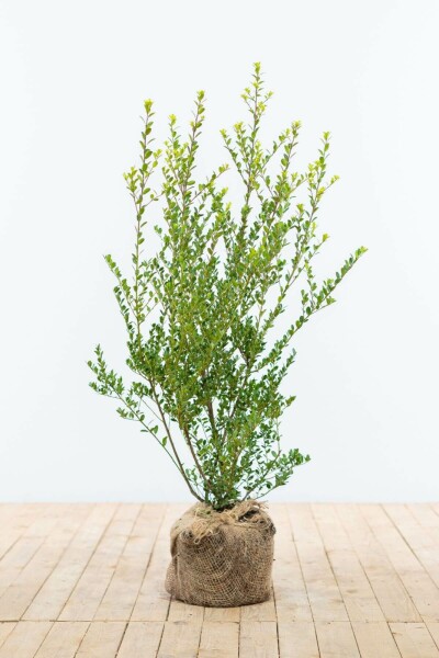 Japanische Stechpalme / Ilex Crenata Green Hedge 60-80 cm