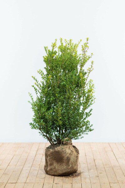 Japanische Stechpalme / Ilex Crenata Green Hedge 80-100 cm