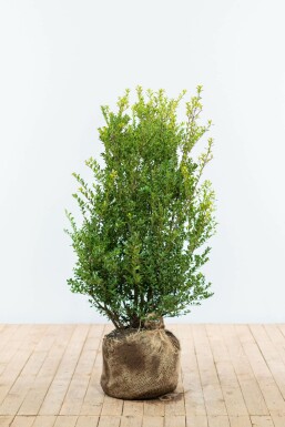 Japanische Stechpalme / Ilex Crenata Green Hedge