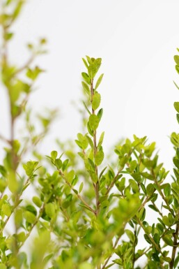 Japanische Stechpalme / Ilex Crenata Green Hedge 80-100 cm