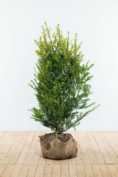 Japanische Stechpalme / Ilex Crenata Green Hedge 100-125 cm