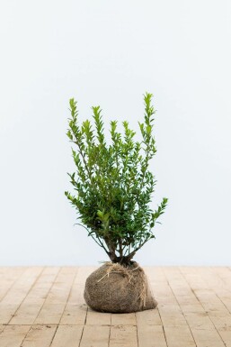 Japanische Stechpalme Ilex Maximowicziana Kanehirae Hecke 30-40 Topf