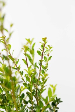 Japanische Stechpalme Ilex Maximowicziana Kanehirae Hecke 40-60 Topf Japanische Stechpalme / Ilex Maximowicziana Kanehirae 40-60 cm