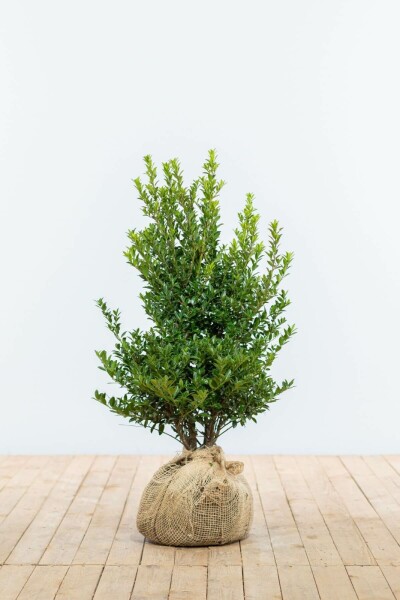 Japanische Stechpalme / Ilex Maximowicziana Kanehirae 60-80 cm