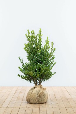 Japanische Stechpalme / Ilex Maximowicziana Kanehirae