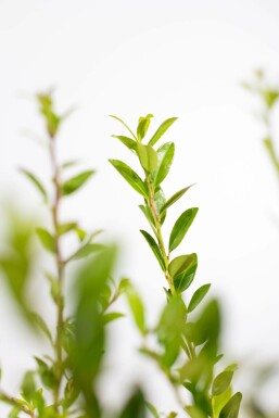 Japanische Stechpalme / Ilex Maximowicziana Kanehirae 60-80 cm