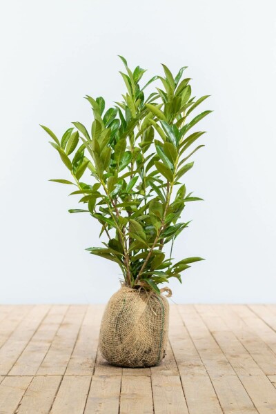 Kirschlorbeer / Prunus Laurocerasus Caucasica 80-100 cm