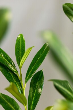 Kirschlorbeer / Prunus Laurocerasus Caucasica 80-100 cm
