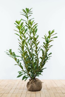 Kirschlorbeer Prunus laurocerasus Caucasica Hecke 100-125 Ballen Kirschlorbeer / Prunus Laurocerasus Caucasica 100-125 cm