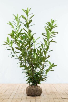 Kirschlorbeer / Prunus Laurocerasus Caucasica