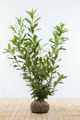 Kirschlorbeer Prunus laurocerasus Caucasica Hecke 125-150 Ballen Kirschlorbeer / Prunus Laurocerasus Caucasica 125-150 cm
