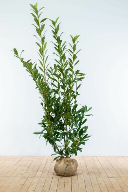Kirschlorbeer Prunus laurocerasus Caucasica Hecke 150-175 Ballen Kirschlorbeer / Prunus Laurocerasus Caucasica 150-175 cm
