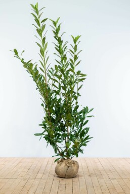 Kirschlorbeer / Prunus Laurocerasus Caucasica