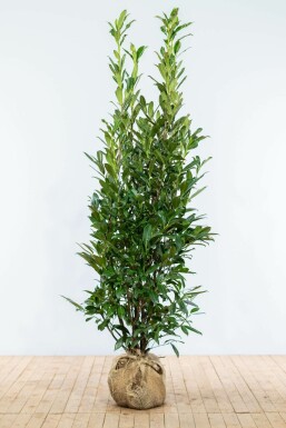 Kirschlorbeer Prunus laurocerasus Caucasica Hecke 175-200 Ballen Kirschlorbeer / Prunus Laurocerasus Caucasica 175-200 cm