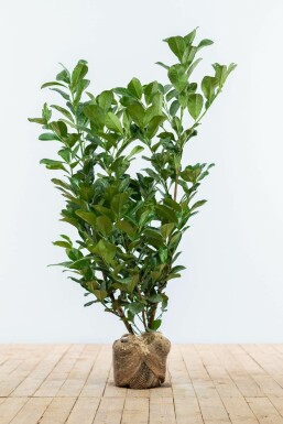 Kirschlorbeer Prunus laurocerasus Etna Hecke 80-100 Ballen Kirschlorbeer / Prunus Laurocerasus Etna 80-100 cm