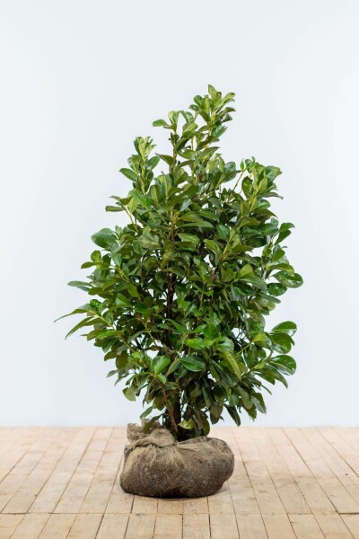 Kirschlorbeer / Prunus Laurocerasus Etna 100-125 cm
