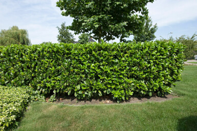 Kirschlorbeer / Prunus Laurocerasus Etna 100-125 cm