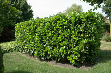 Kirschlorbeer / Prunus Laurocerasus Etna 100-125 cm
