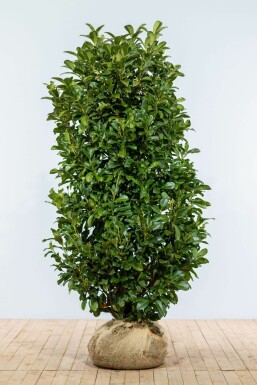 Kirschlorbeer Prunus laurocerasus Etna Hecke 150-175 Ballen Kirschlorbeer / Prunus Laurocerasus Etna 150-175 cm