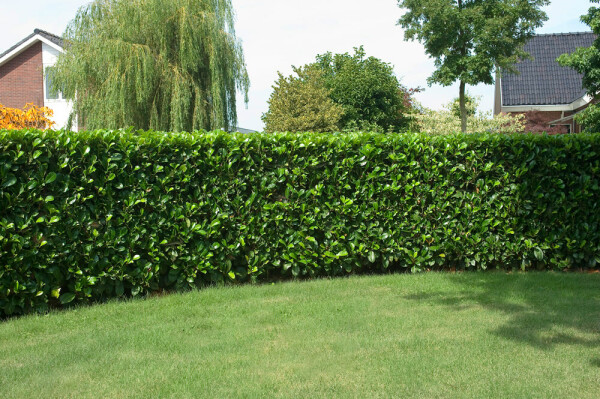 Kirschlorbeer Prunus laurocerasus Etna Hecke 175-200 Ballen Kirschlorbeer / Prunus Laurocerasus Etna 175-200 cm