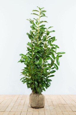 Kirschlorbeer Prunus laurocerasus Genolia Hecke 80-100 Ballen Kirschlorbeer / Prunus Laurocerasus Genolia 80-100 cm