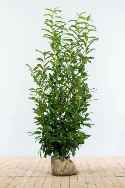 Kirschlorbeer / Prunus Laurocerasus Genolia 125-150 cm