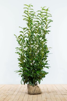Kirschlorbeer Prunus laurocerasus Genolia Hecke 125-150 Ballen Kirschlorbeer / Prunus Laurocerasus Genolia 125-150 cm