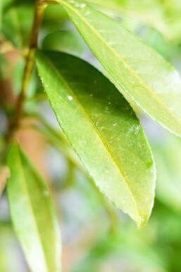 Kirschlorbeer / Prunus Laurocerasus Genolia 125-150 cm