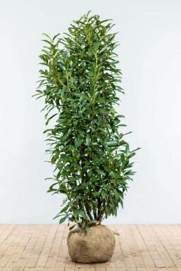Kirschlorbeer / Prunus Laurocerasus Genolia