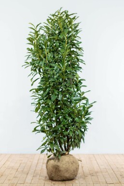 Kirschlorbeer Prunus laurocerasus Genolia Hecke 150-175 Ballen Kirschlorbeer / Prunus Laurocerasus Genolia 150-175 cm