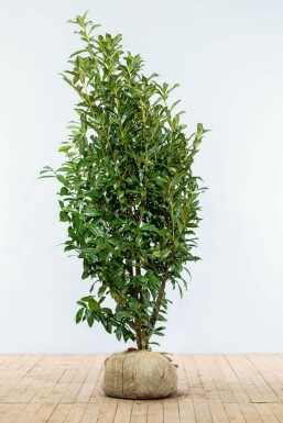Kirschlorbeer Prunus laurocerasus Genolia Hecke 175-200 Ballen Kirschlorbeer / Prunus Laurocerasus Genolia 175-200 cm