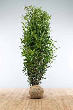 Kirschlorbeer Prunus laurocerasus Genolia Hecke 200-225 Ballen Kirschlorbeer / Prunus Laurocerasus Genolia 200-225 cm