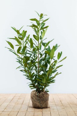 Lorbeerkirsche Prunus laurocerasus Herbegii Hecke 60-80 Ballen Kirschlorbeer / Prunus Laurocerasus Herbergii 60-80 cm