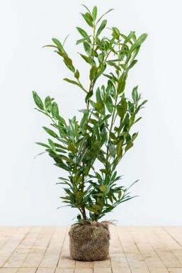 Kirschlorbeer / Prunus Laurocerasus Herbergii