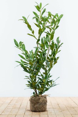 Lorbeerkirsche Prunus laurocerasus Herbegii Hecke 80-100 Ballen Kirschlorbeer / Prunus Laurocerasus Herbergii 80-100 cm