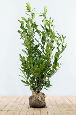 Lorbeerkirsche Prunus laurocerasus Herbegii Hecke 100-125 Ballen Kirschlorbeer / Prunus Laurocerasus Herbergii 100-125 cm