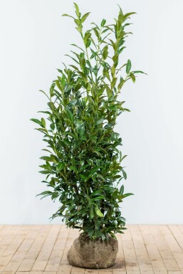 Lorbeerkirsche Prunus laurocerasus Herbegii Hecke 125-150 Ballen Kirschlorbeer / Prunus Laurocerasus Herbergii 125-150 cm