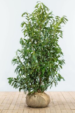 Lorbeerkirsche Prunus laurocerasus Herbegii Hecke 150-175 Ballen Kirschlorbeer / Prunus Laurocerasus Herbergii 150-175 cm