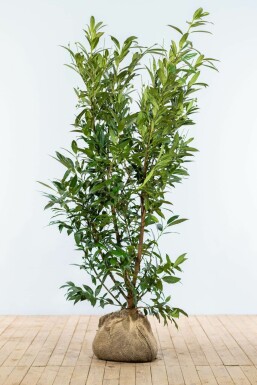 Lorbeerkirsche Prunus laurocerasus Herbegii Hecke 175-200 Ballen Kirschlorbeer / Prunus Laurocerasus Herbergii 175-200 cm