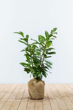 Kirschlorbeer Prunus laurocerasus Novita Hecke 60-80 Ballen Kirschlorbeer / Prunus Laurocerasus Novita 60-80 cm