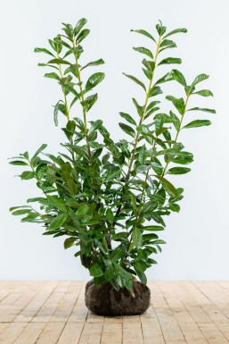 Kirschlorbeer Prunus laurocerasus Novita Hecke 100-125 Ballen Kirschlorbeer / Prunus Laurocerasus Novita 100-125 cm
