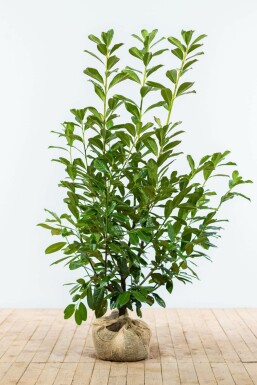 Kirschlorbeer Prunus laurocerasus Novita Hecke 125-150 Ballen Kirschlorbeer / Prunus Laurocerasus Novita 125-150 cm