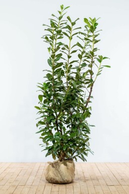 Kirschlorbeer / Prunus Laurocerasus Novita