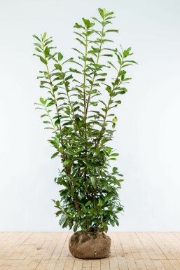 Hecke Heijnen laurocerasus Kirschlorbeer 175-200 Prunus Ballen Pflanzen | Novita